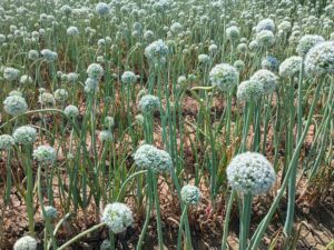 flower of onion seeds
