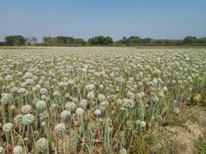onion seed flower & process of producing onion seeds
