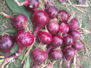 onion sample from onion seed